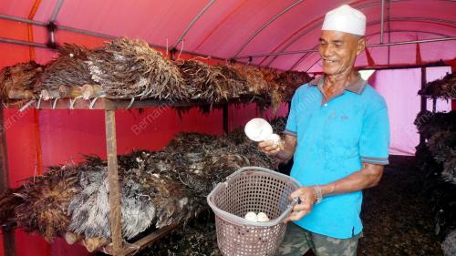 PENGUSAHA CENDAWAN BERJAYA