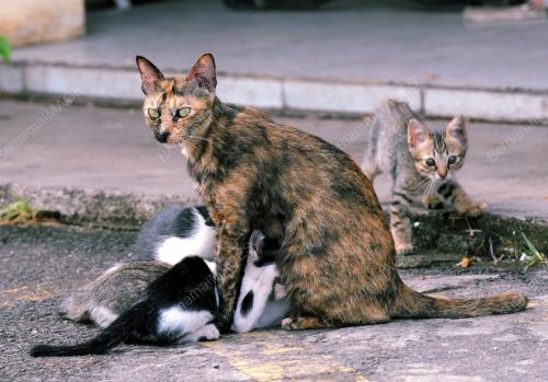 KD05_31122011_KUCING_SAYANG