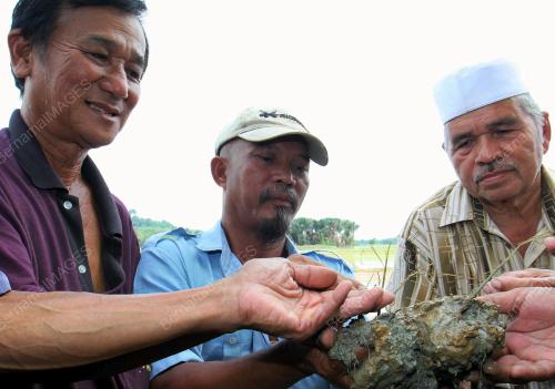KD06_02122014_PADI_ROSAK