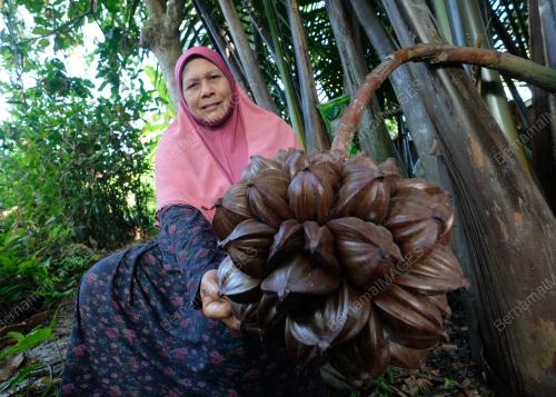 AIR NIRA NIPAH ASLI