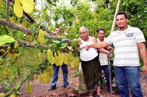 KD06_13062013_CEMPEDAK_RIBUT