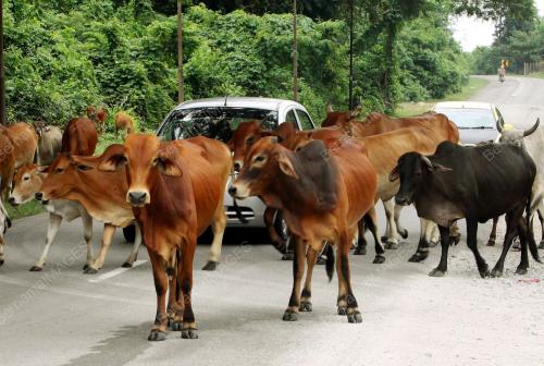 KD06_13072013_LEMBU