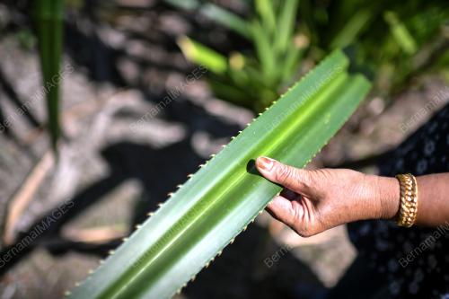 TIKAR MENGKUANG