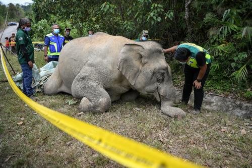 GAJAH MATI