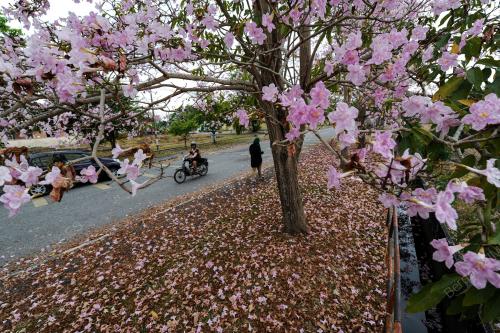 KD06_16032017_SAKURA