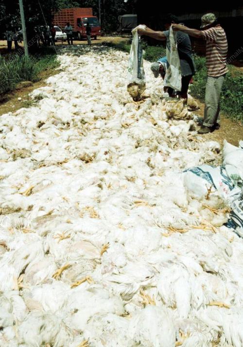 KD06_18022016_AYAM_MATI