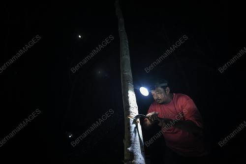 PENOREH GETAH MALAM