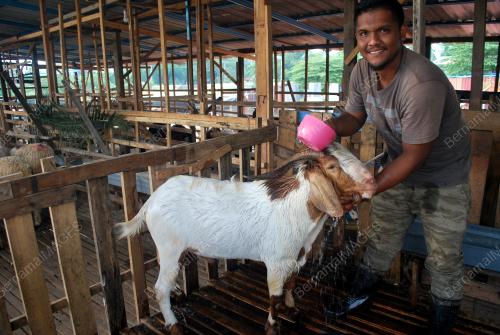 KD06_19032019_KAMBING