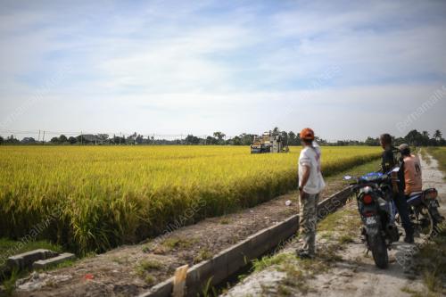 PESAWAH PADI