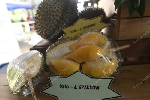 VARIETI DURIAN BARU