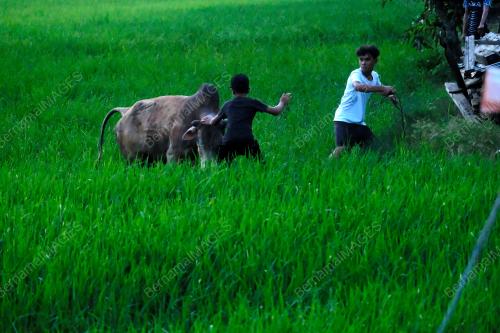 LEMBU KORBAN