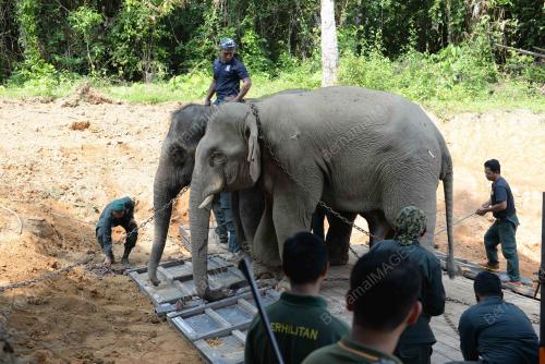 KD06_20082019_GAJAH_BN201908198536