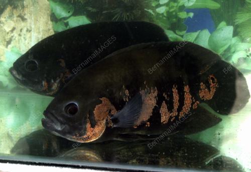 IKAN KALIMAH ALLAH