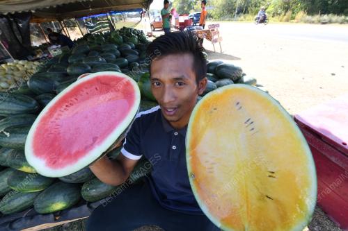 BUAH TEMBIKAI LARIS