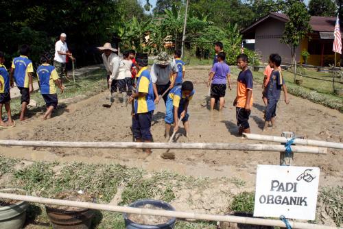 KD06_27032013_PADI_ORGANIK