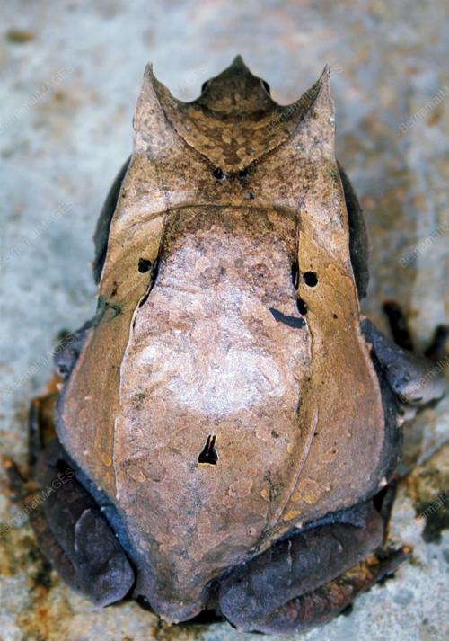 KATAK GANJIL