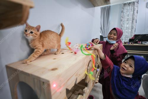 SYURGA KUCING