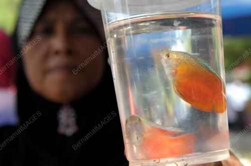 KD06_31102012_IKAN_HIASAN