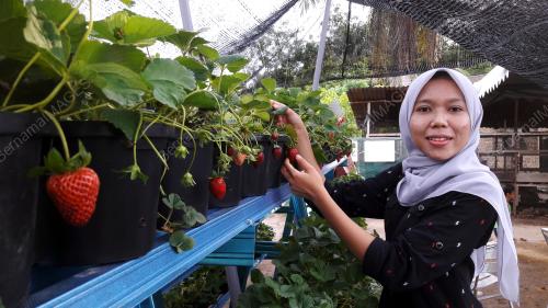 KD07_02042018_STRAWBERI_BN201804023831
