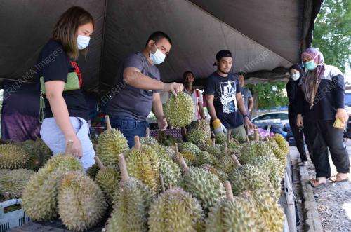 RAJA BUAH DURIAN