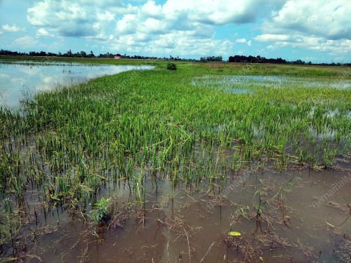 SAWAH MADA TENGGELAM