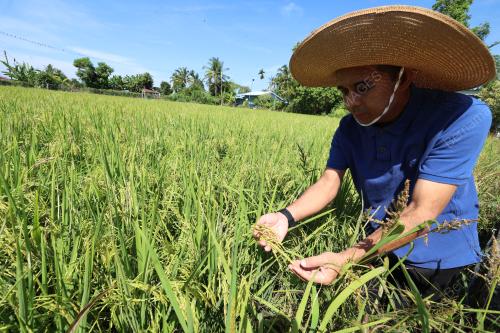SAWAH PADI