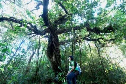 GUNUNG BINTANG