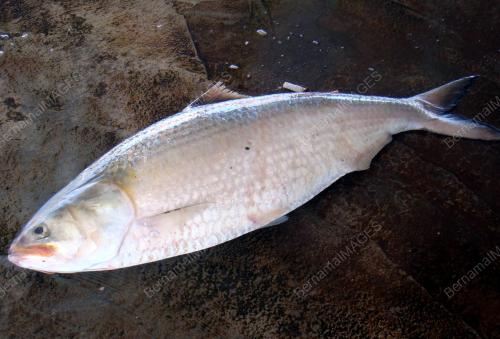NELAYAN TERUBUK