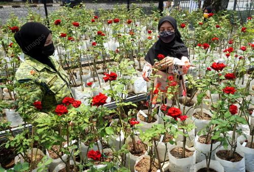 PUSAT JUALAN POKOK ROS JADI TARIKAN