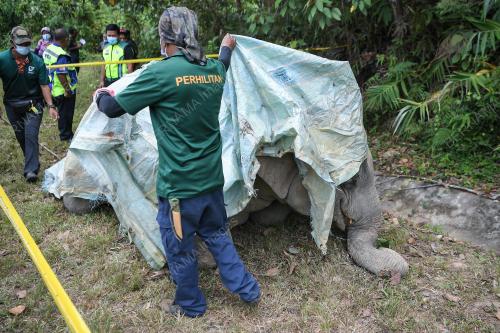 GAJAH MATI
