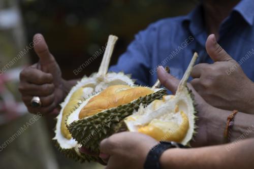 VARIETI DURIAN BARU