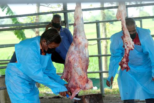 LEMBU KORBAN