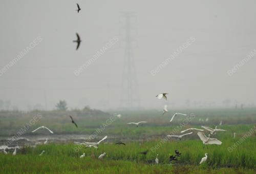 KD07_22102015_JEREBU