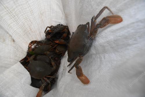 PENCARI KETAM BATU