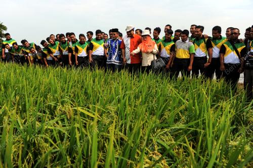 KD07_27072017_SAWAH