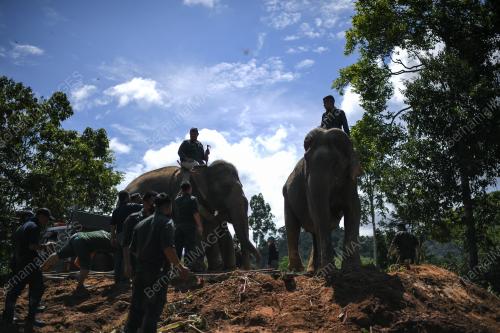 GAJAH LIAR