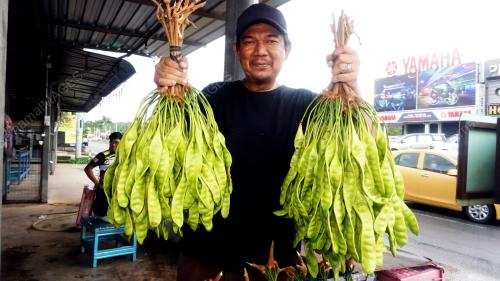 PETAI PKP
