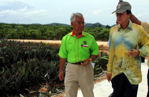 KD08_05062012_LADANG_NANAS