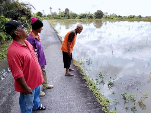SAWAH MADA TENGGELAM