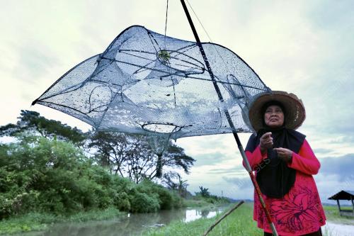 TANGKOI UDANG