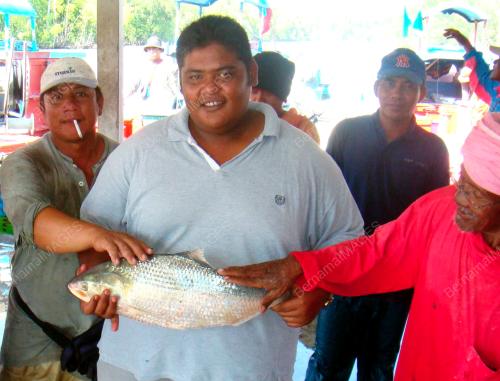 IKAN TERUBUK
