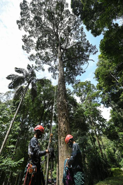 JABATAN HUTAN