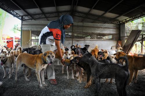 KD08_18092015_ANJING
