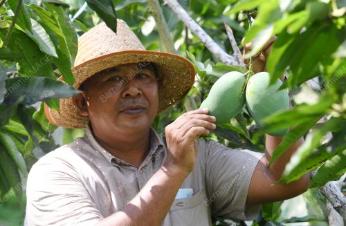 MANGGA HARUM MANIS