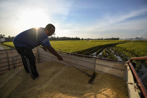 PESAWAH PADI
