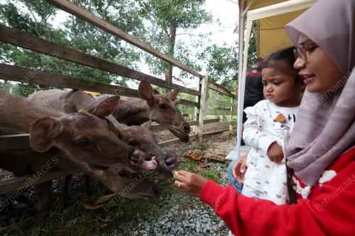 BATASUBI DEERFARM,YAN