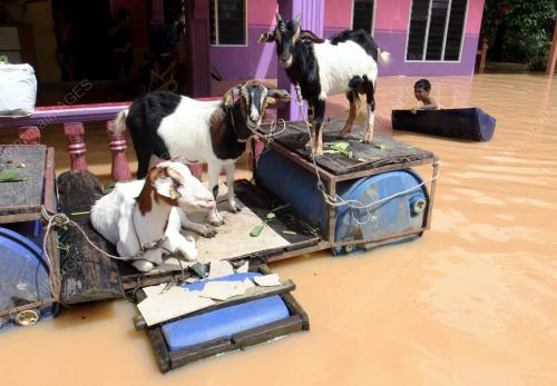 KD08_24112014_BANJIR_KAMBING