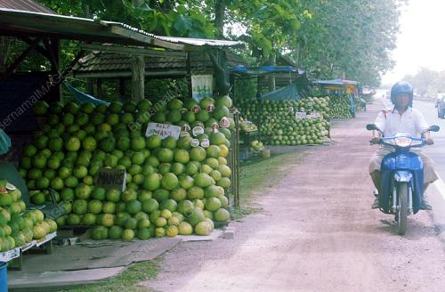 GERAI LIMAU BALI