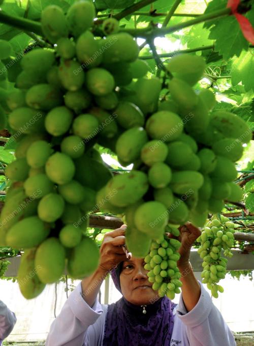 KD08_26092012_BERSIH_BUAH
