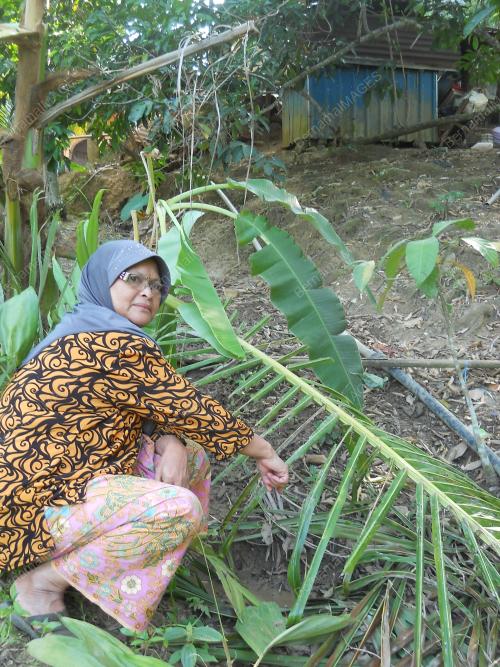 KD09_01042016_GAJAH